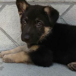 Meet your Posher, Sherry